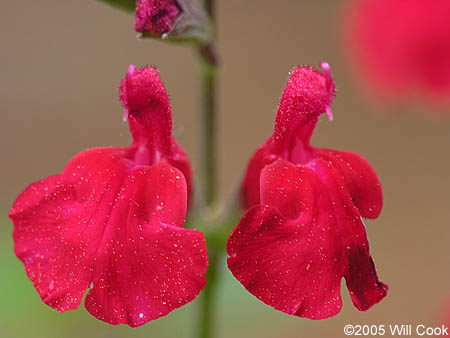 Salvia greggii