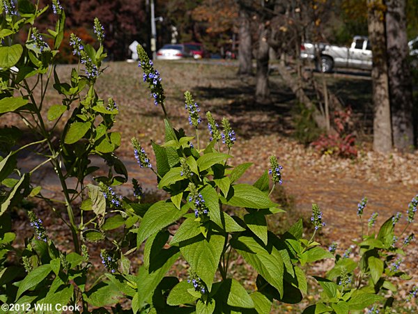 Salvia hispanica (Chia)