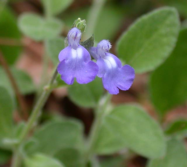 Salvia lycioides (Canyon Sage)