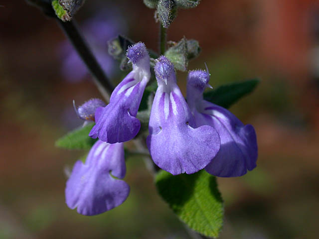 Salvia melissodora (Grape-scented Sage)