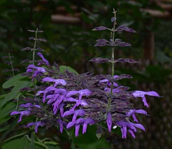 Salvia mexicana (Mexican Sage)