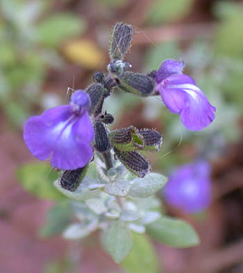 Salvia thymoides (Thyme-leaved Sage)