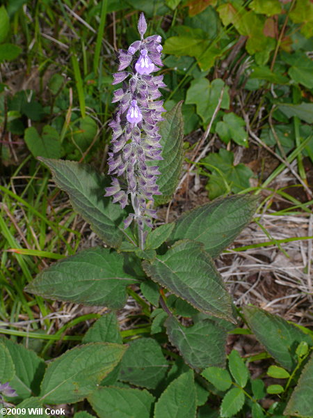 Nettle-leaved Sage (Salvia urticifolia)