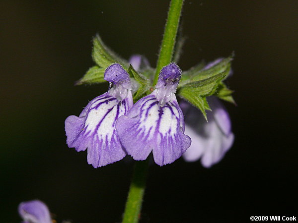 Nettle-leaved Sage (Salvia urticifolia)