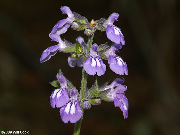 Nettle-leaved Sage (Salvia urticifolia)