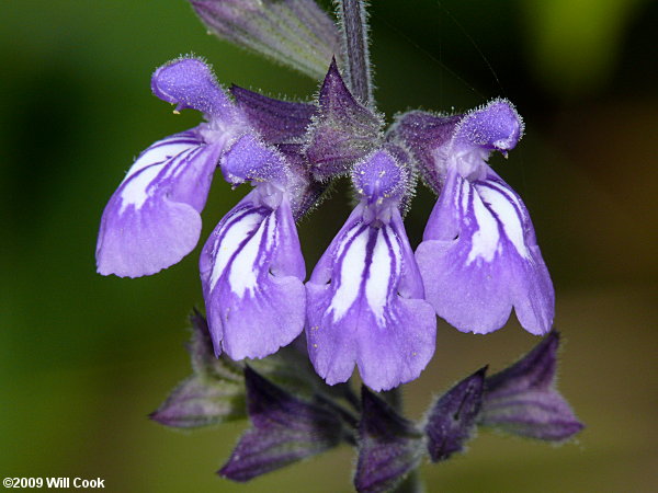 Nettle-leaved Sage (Salvia urticifolia)