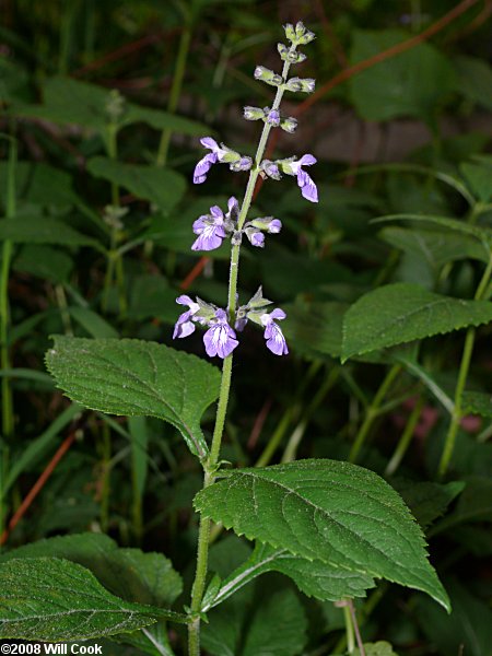 Nettle-leaved Sage (Salvia urticifolia)