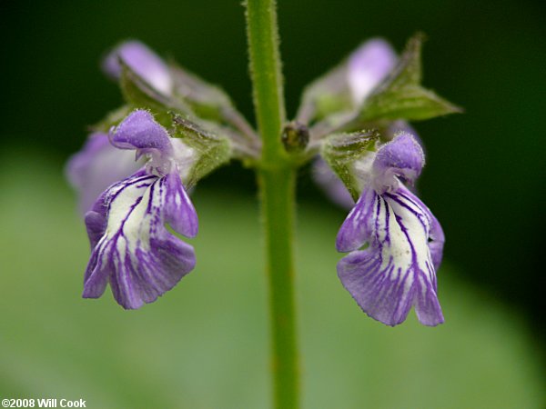 Nettle-leaved Sage (Salvia urticifolia)