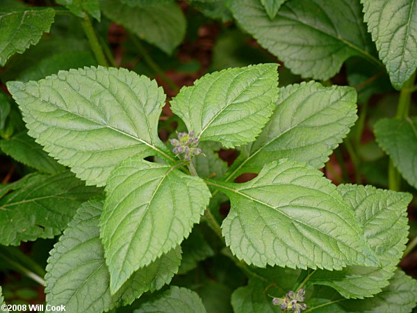 Nettle-leaved Sage (Salvia urticifolia)