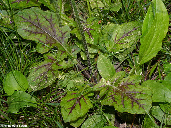 Lyre-leaved Sage (Salvia lyrata)