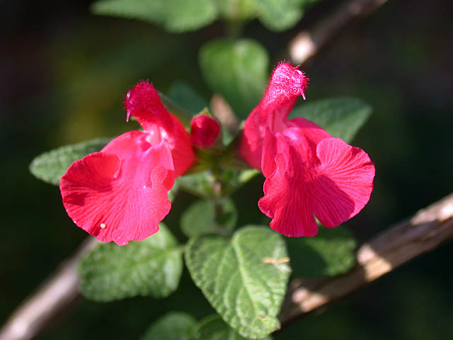 Salvia microphylla var. neurepia (Fruity Littleleaf Sage)