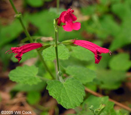 Salvia roemeriana (Cedar Sage)