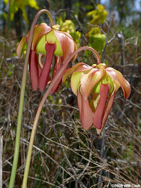 Pitcherplant hybrid - Sarracenia purpurea x flava