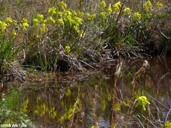 Yellow Pitcherplant - Sarracenia flava