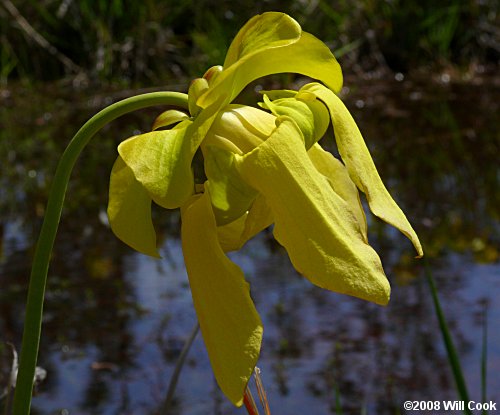 Yellow Pitcherplant - Sarracenia flava