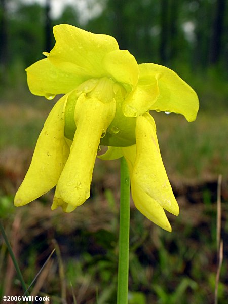 Yellow Pitcherplant - Sarracenia flava