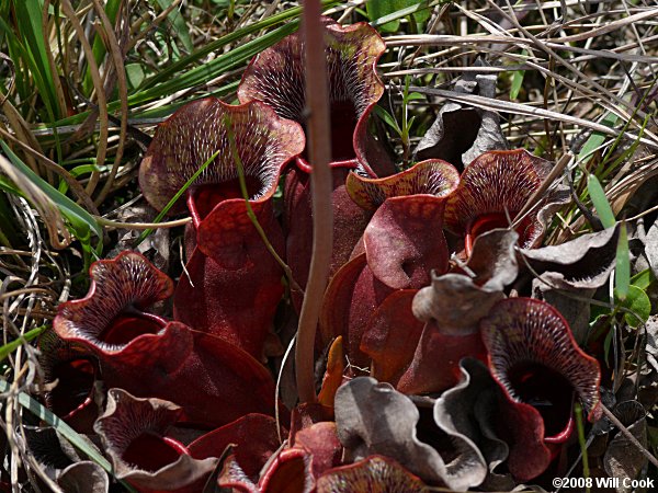 Purple Pitcherplant - Sarracenia purpurea