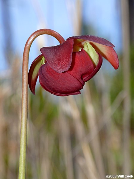 Purple Pitcherplant - Sarracenia purpurea