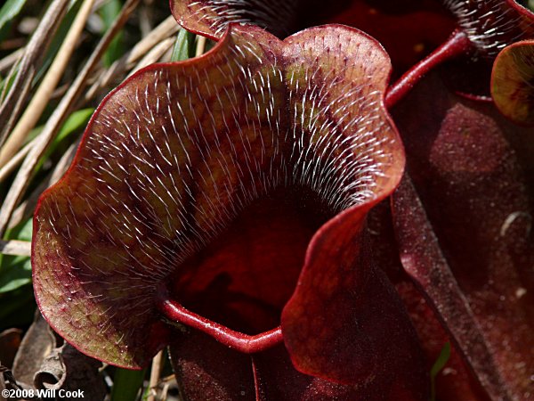 Purple Pitcherplant - Sarracenia purpurea