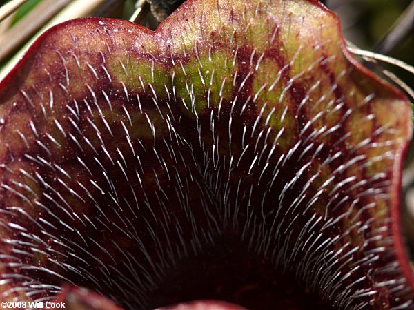 Purple Pitcherplant - Sarracenia purpurea