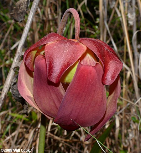 Purple Pitcherplant - Sarracenia purpurea