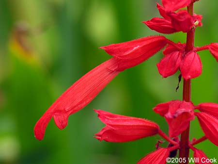red salvia plant