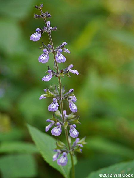 Nettle-leaved Sage (Salvia urticifolia)