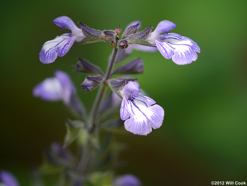 Nettle-leaved Sage (Salvia urticifolia)