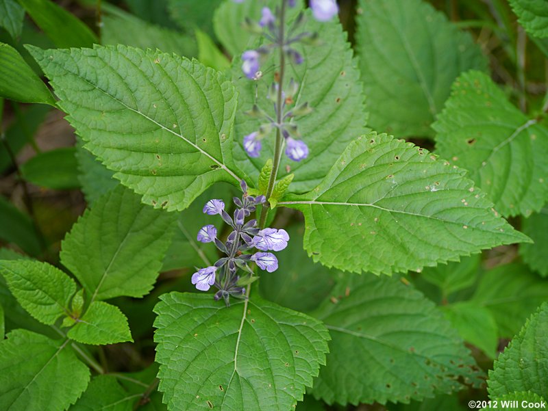 Nettle-leaved Sage (Salvia urticifolia)