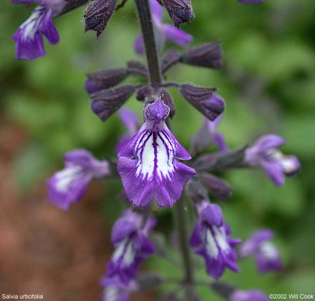 Nettle-leaved Sage (Salvia urticifolia)