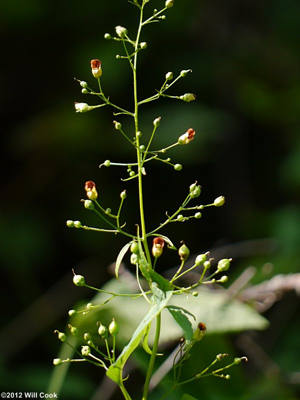 Eastern Figwort - Scrophularia marilandica