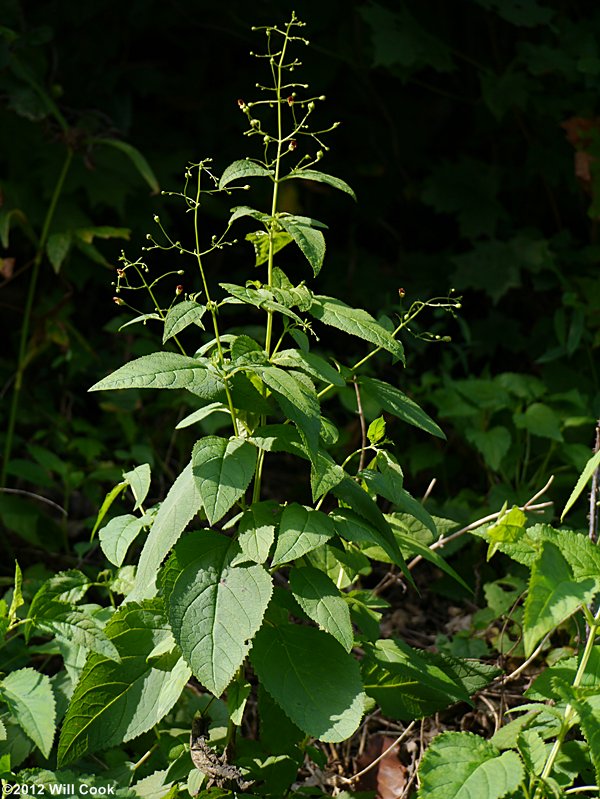 Eastern Figwort - Scrophularia marilandica