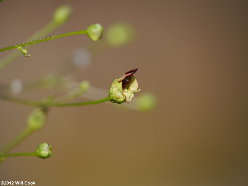 Eastern Figwort - Scrophularia marilandica