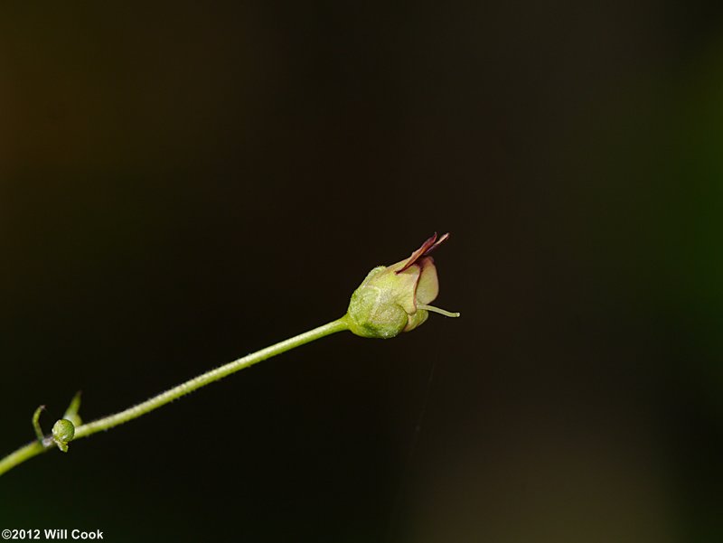 Eastern Figwort - Scrophularia marilandica