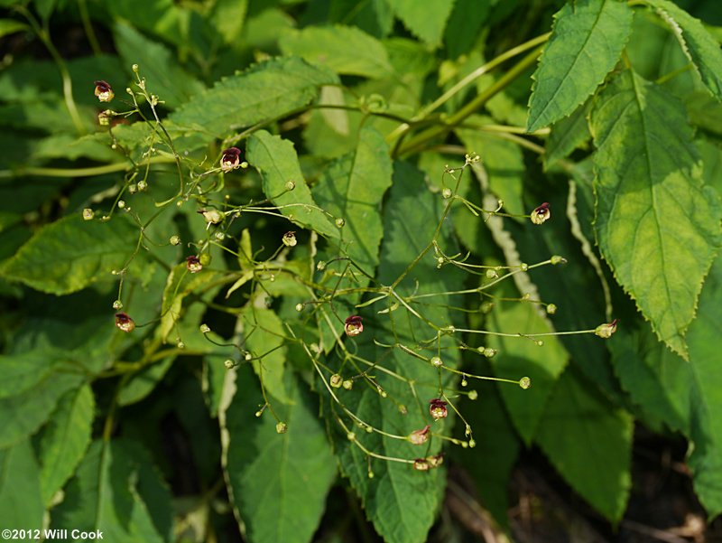 Eastern Figwort - Scrophularia marilandica