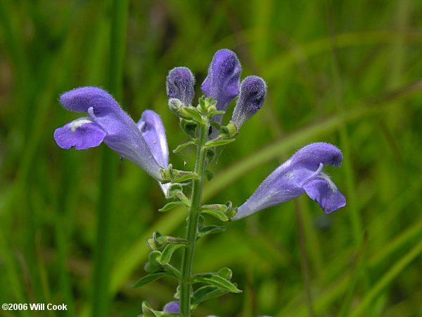 Scutellaria integrifolia (Skullcap)