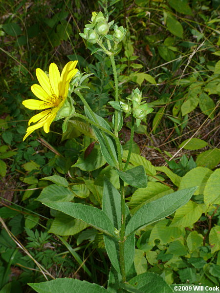 Starry Rosinweed - Silphium asteriscus