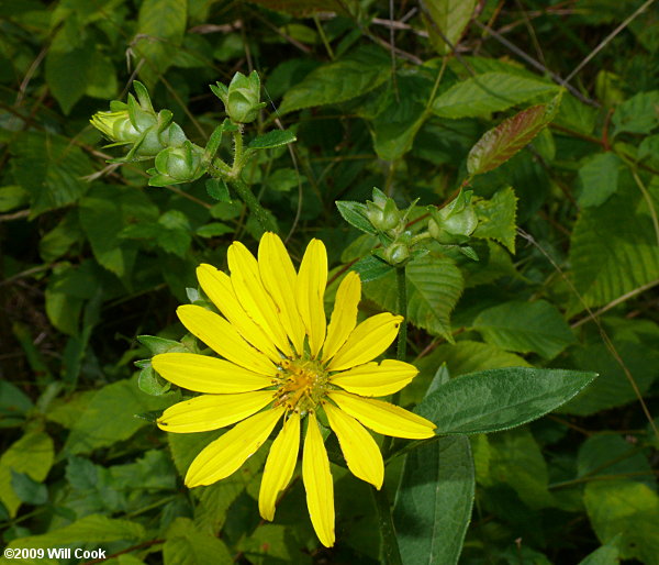 Starry Rosinweed - Silphium asteriscus