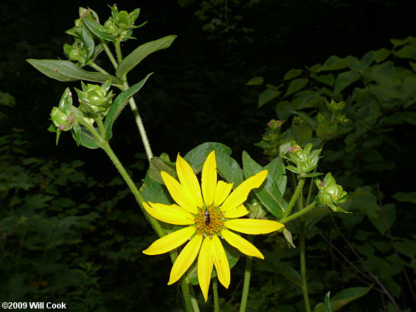 Starry Rosinweed - Silphium asteriscus