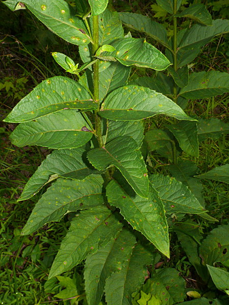 Starry Rosinweed - Silphium asteriscus