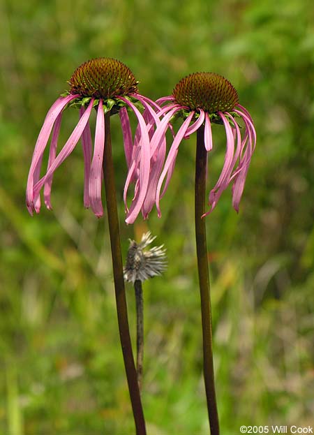 Smooth Coneflower (Echinacea laevigata)