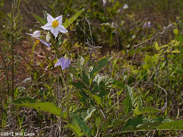 Horsenettle (Solanum carolinense)