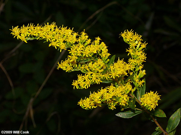 Coastal Swamp Goldenrod (Solidago latissimifolia)