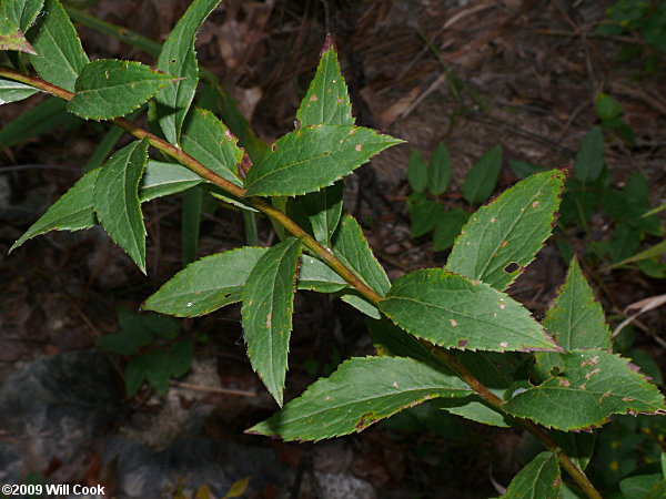 Coastal Swamp Goldenrod (Solidago latissimifolia)