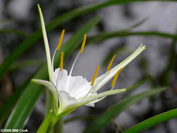 Hymenocallis crassifolia (Spiderlily)