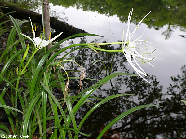 Hymenocallis crassifolia (Spiderlily)