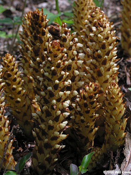 Conopholis americana (Squawroot)