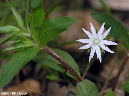 Stellaria pubera (Giant Chickweed)