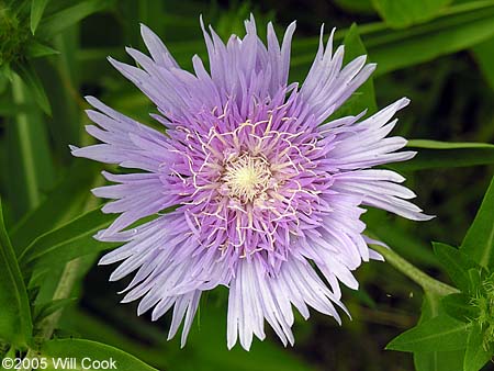 Stokesia laevis (Stokes' Aster)