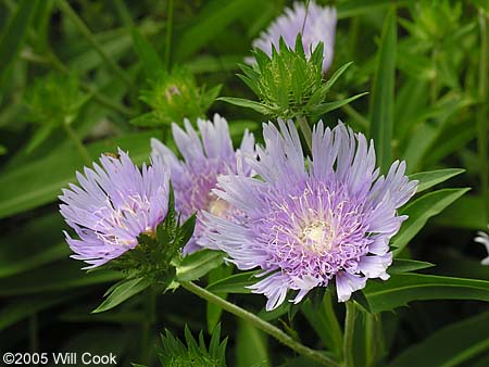 Stokesia laevis (Stokes' Aster)